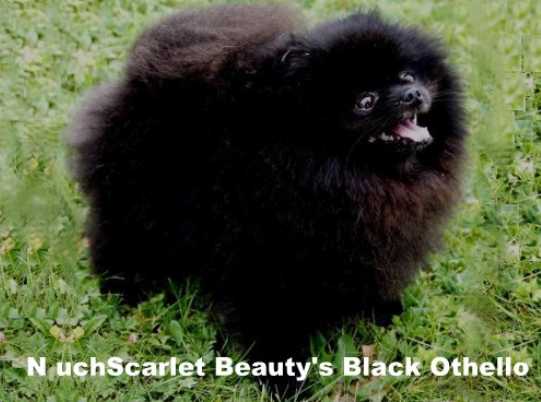 Scarlet Beautys Black Othello | Pomeranian 