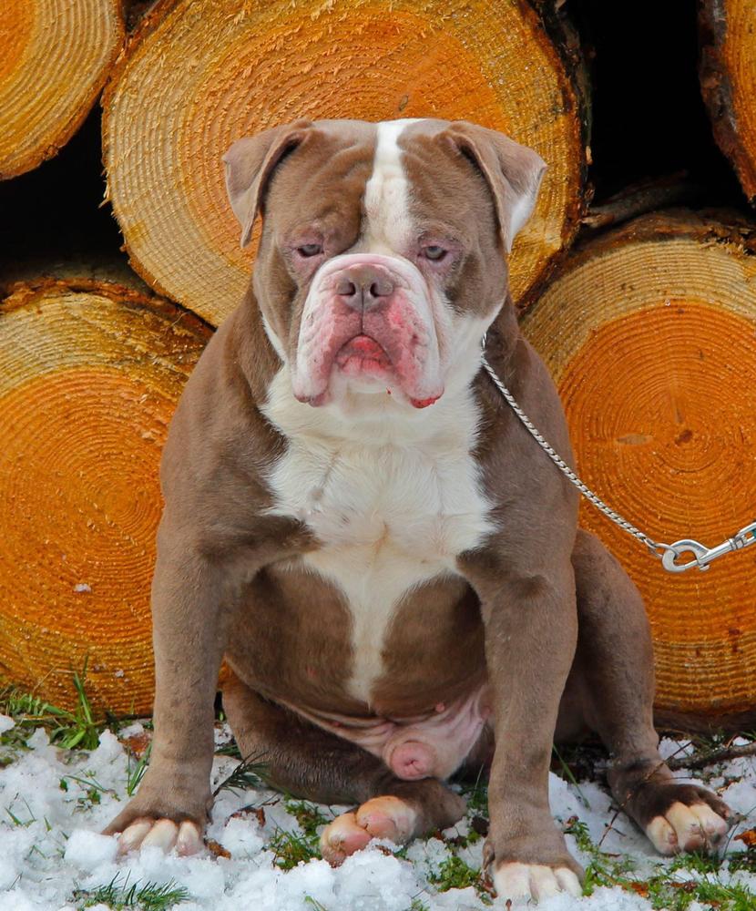 SunShineBull's DOLLAR of Bullforce | Olde English Bulldogge 