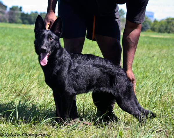 Borgia vom Entwalden | German Shepherd Dog 