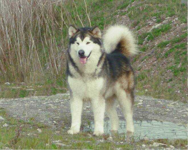 Skaghawk Tawayik | Alaskan Malamute 