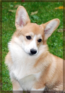 Laif Spring Zesty Berry | Pembroke Welsh Corgi 