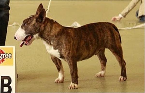 Electron | Miniature Bull Terrier 