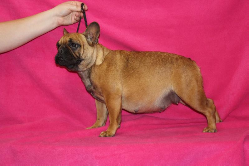 Bonna Advina Edel | French Bulldog 