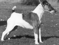 Newmaidley Patience | Smooth Fox Terrier 