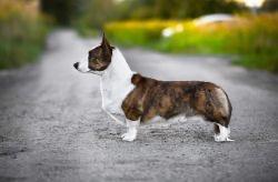 Nuwara Eliya Amazonian Cayman | Cardigan Welsh Corgi 