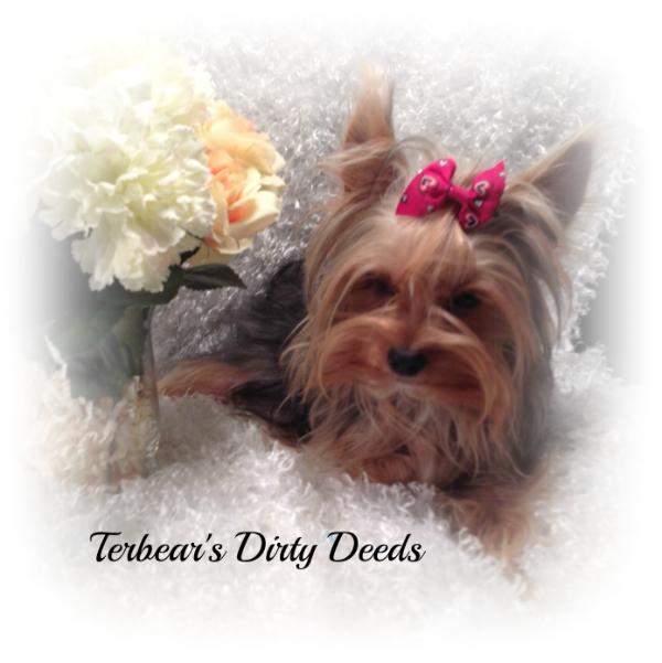 Terbear's Parti With Dirty Deeds | Yorkshire Terrier 