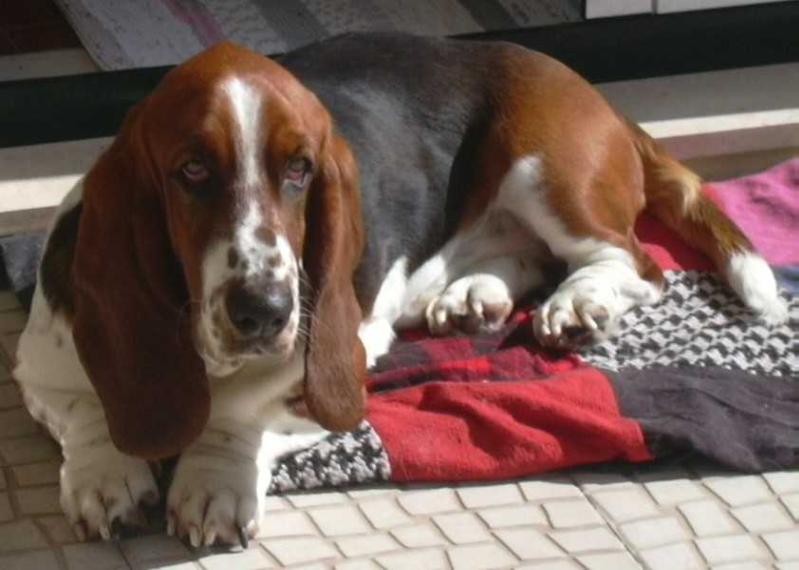 Tom do Monte das Aves | Basset Hound 