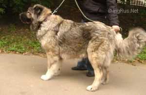 ZVER VARVARA | Caucasian Mountain Dog 