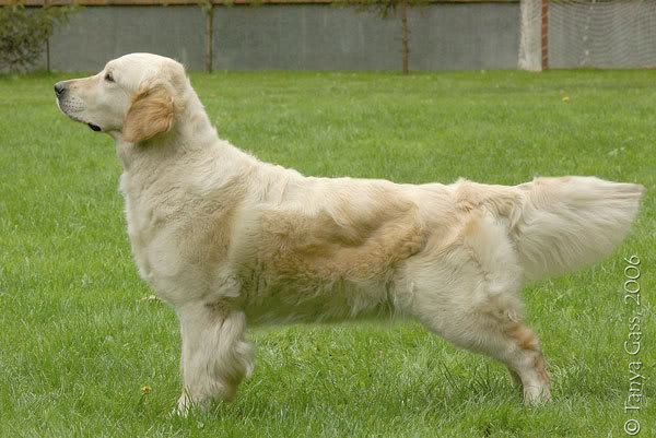 SANTINA IZ SOSNOVOGO BORA | Golden Retriever 