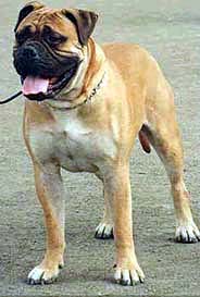 BULLBERRY SLAINTE | Bullmastiff 