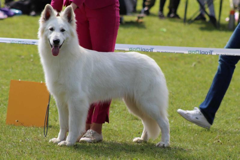 AYRA Biale Wilki Z Wilkowa | White Swiss Shepherd Dog 