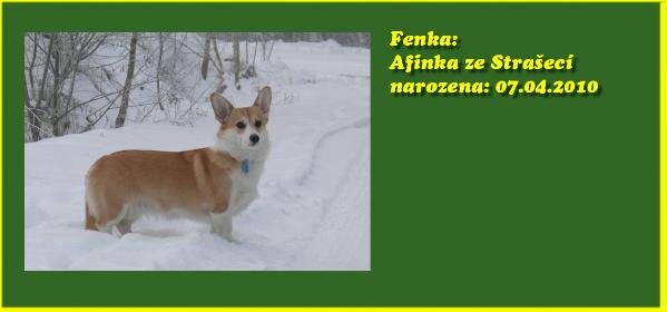 Afinka ze Strašecí | Pembroke Welsh Corgi 