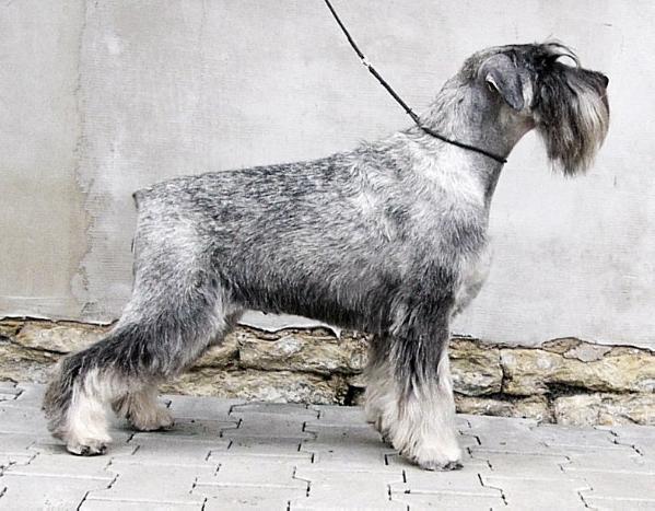 Infinity Pepper Grand Calvera | Standard Schnauzer 