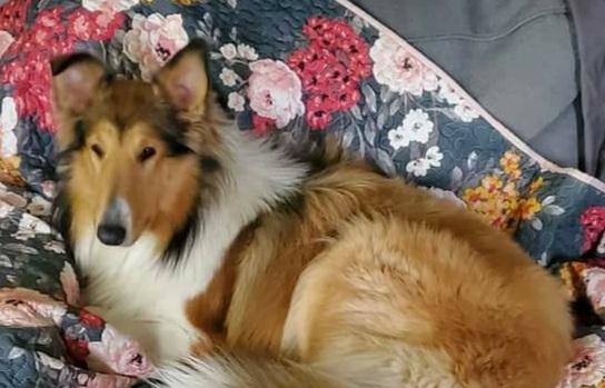 LENORA RAE SUTTON | Rough Collie 