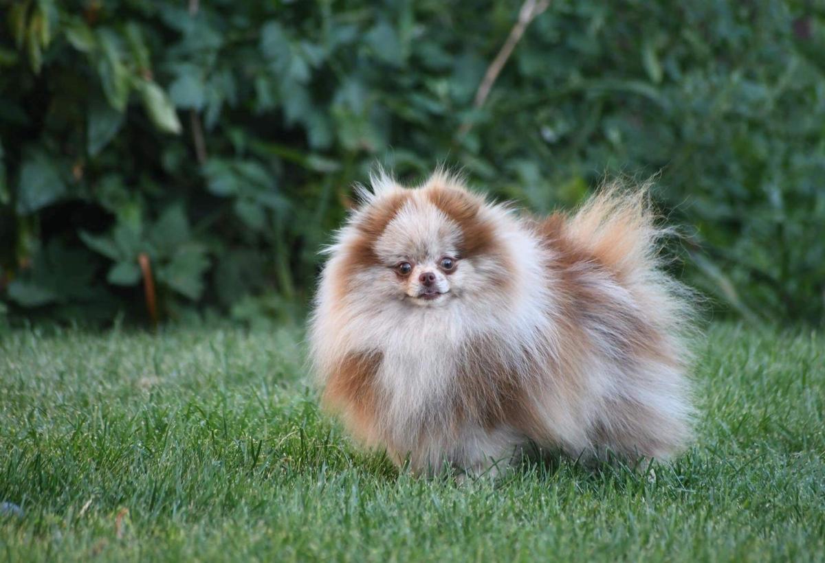 Owlet Tricksy Baby | German Spitz 