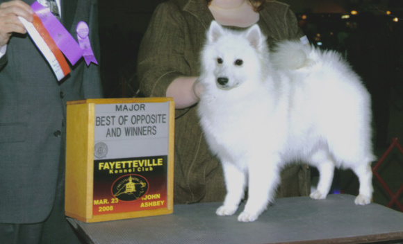 Artic Rose Eye Candy Of Thorne | American Eskimo Dog 