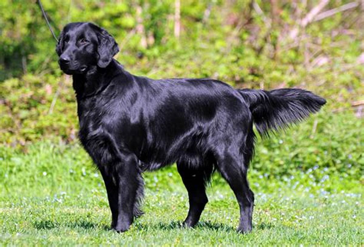 Flat-Coated Retriever
