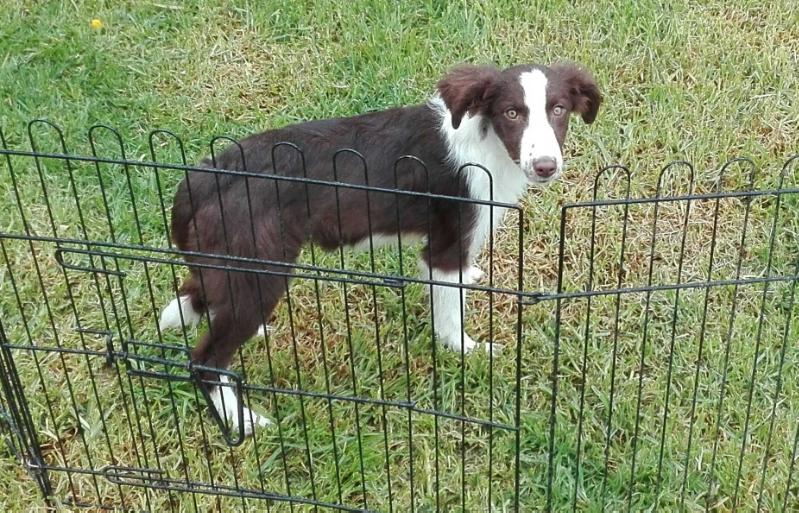 RURYS COCOA | Border Collie 