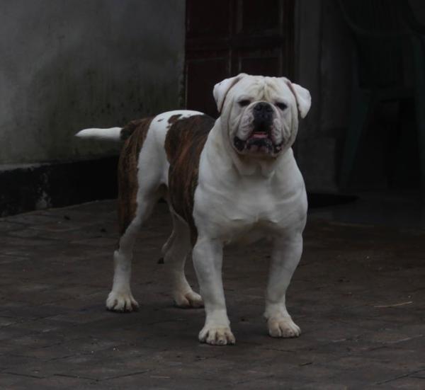 Ostergaard's Soldier aka Chico 2.0 | American Bulldog 