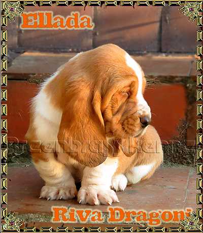 Ellada Riva Dragoni Breenbrass | Basset Hound 