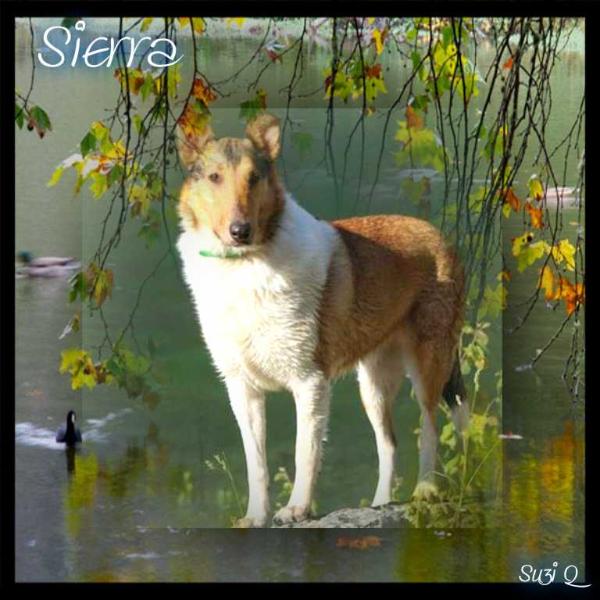 Fairlight Sierra Sunset | Smooth Collie 