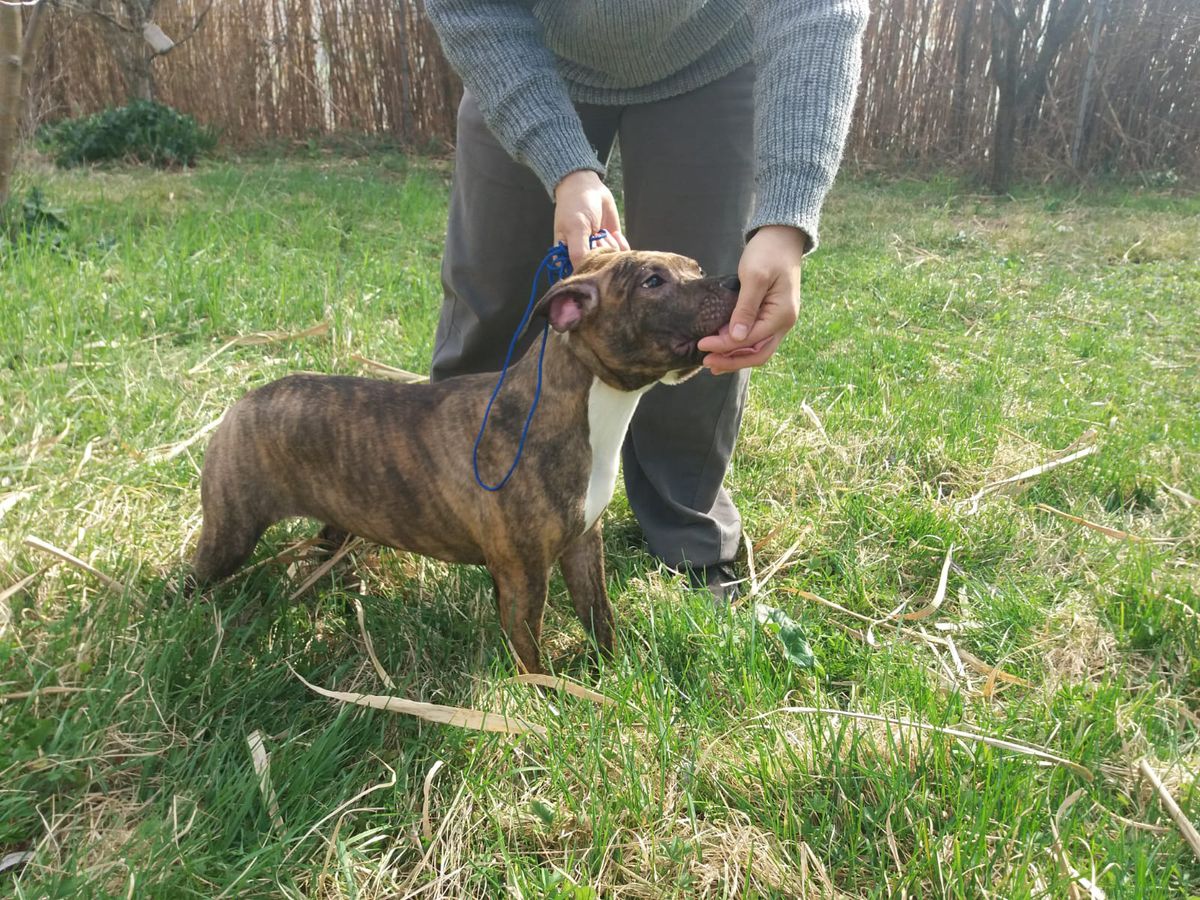 Bushidohoshi Sweet Psyco | American Staffordshire Terrier 