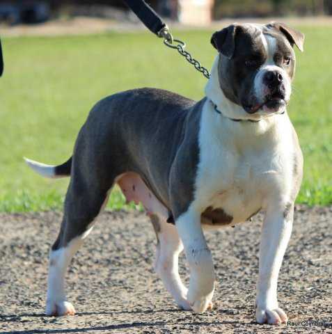 Sarale Sunshine bulls | Olde English Bulldogge 