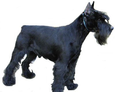 Que Estas Com Un Llum Adonis | Standard Schnauzer 