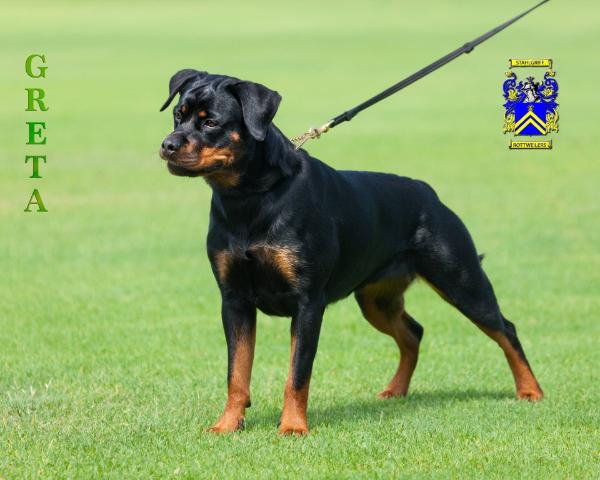 Stahlgriff von Greta | Rottweiler 