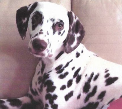 TR Queen Of The Nile | Dalmatian 