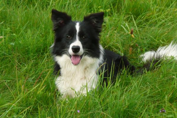 Energa Slezský Hrádek | Border Collie 