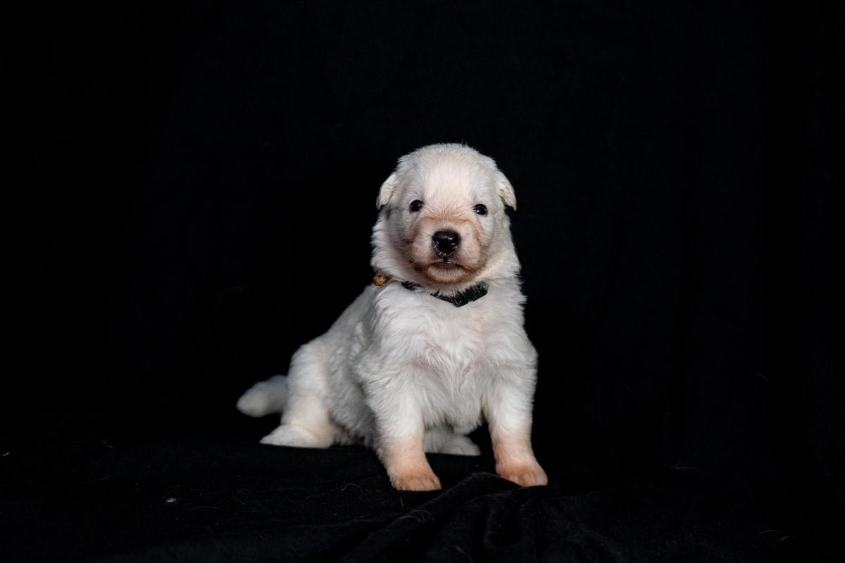 Hula Moon's Charlotte | White Swiss Shepherd Dog 