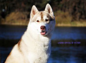 Legend Crystal Of Victory | Siberian Husky 