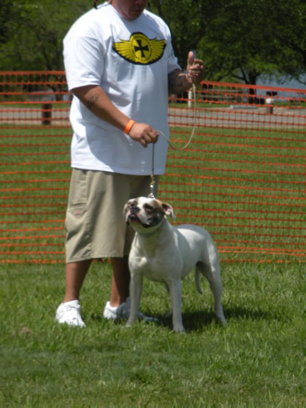 Dineros Strength Layla Got Me On My Knee's of Bilt Tuff | American Bulldog 