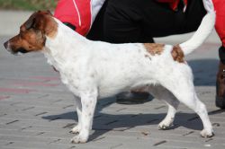 HOLI Kukulowska Zagroda | Jack Russell Terrier 