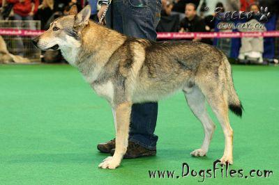 Erik z verne smecky | Czechoslovakian Wolfdog 