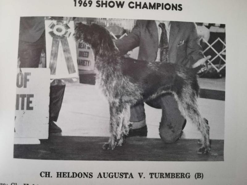 HELLDONS AUGUSTA VON TURMBERG | German Wirehaired Pointer 