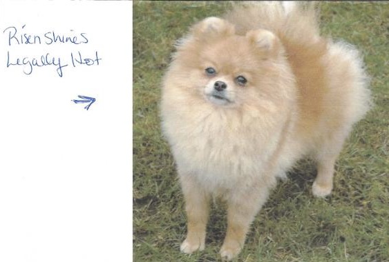 RISE N SHINE'S LEGALLY HOT | Pomeranian 