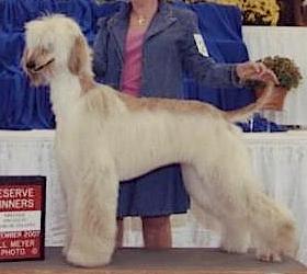 Kasban's Dream Girl | Afghan Hound 