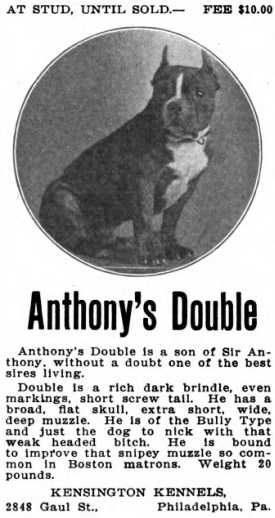 Anthony's Double | Boston Terrier 