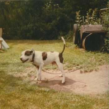 Ceasar Secundas | Staffordshire Bull Terrier 