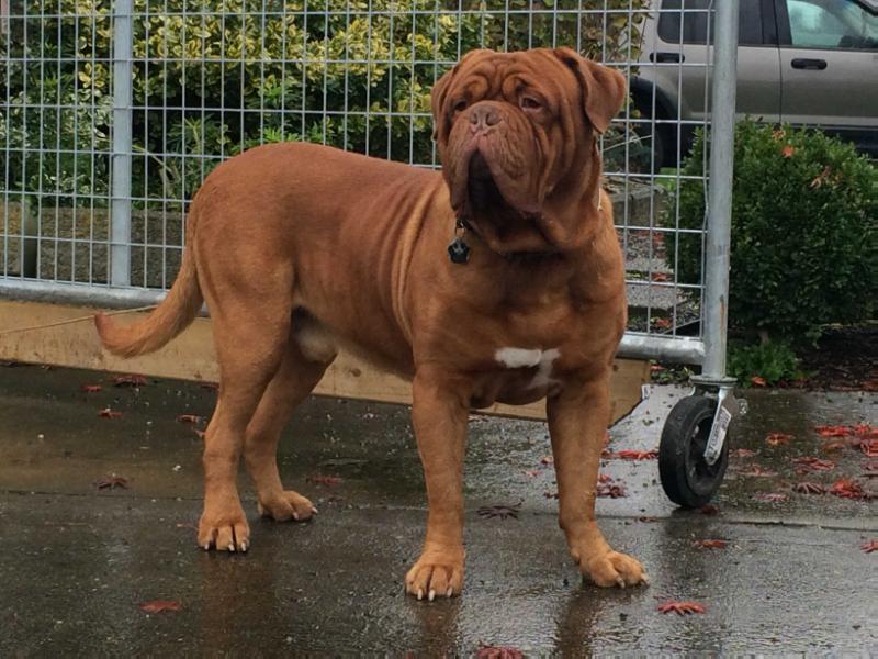 Alpha Dogue King Brody | Dogue de Bordeaux 
