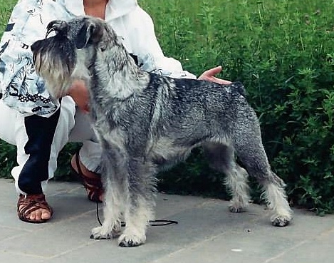 Inki Sidabrine Grandinele | Standard Schnauzer 