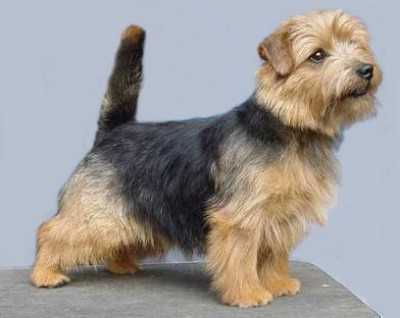 Allright Ali Baba | Norfolk Terrier 