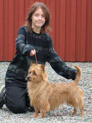 Hoksel Pamina | Australian Terrier 