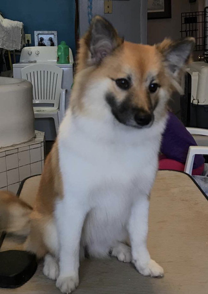 Mceremons Beatrice | Icelandic Sheepdog 