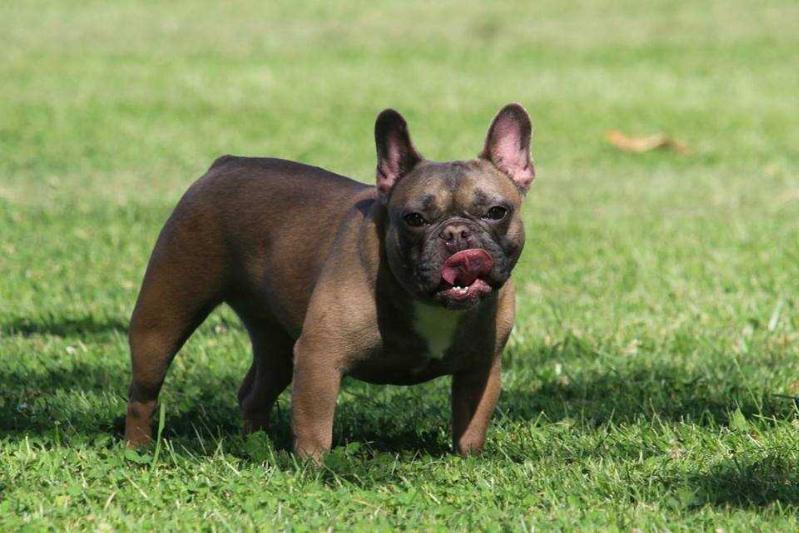 Bingham's Paris Hilton of Yknot | French Bulldog 