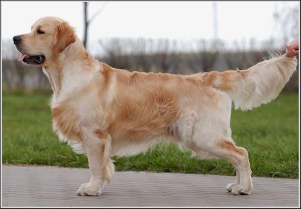 Fine Art Rudgieri Emperor | Golden Retriever 