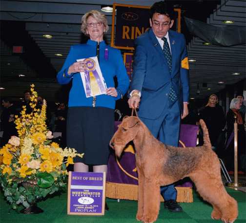 Darling Lucy In The Sky With Diamonds | Airedale Terrier 