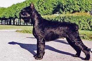 Sekira iz Nevskoy Imperii | Giant Schnauzer 